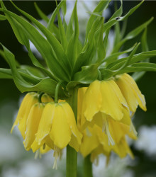 Řebčík královský Lutea - Fritillaria imperialis lutea maxima - cibule řebčíků - 1 ks