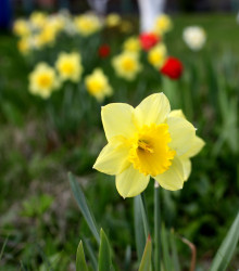 Narcis Barenwyn - Narcissus - cibule narcisů - 3 ks