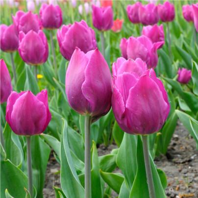 Tulipán Purple Flag - Tulipa - cibule tulipánů - 3 ks