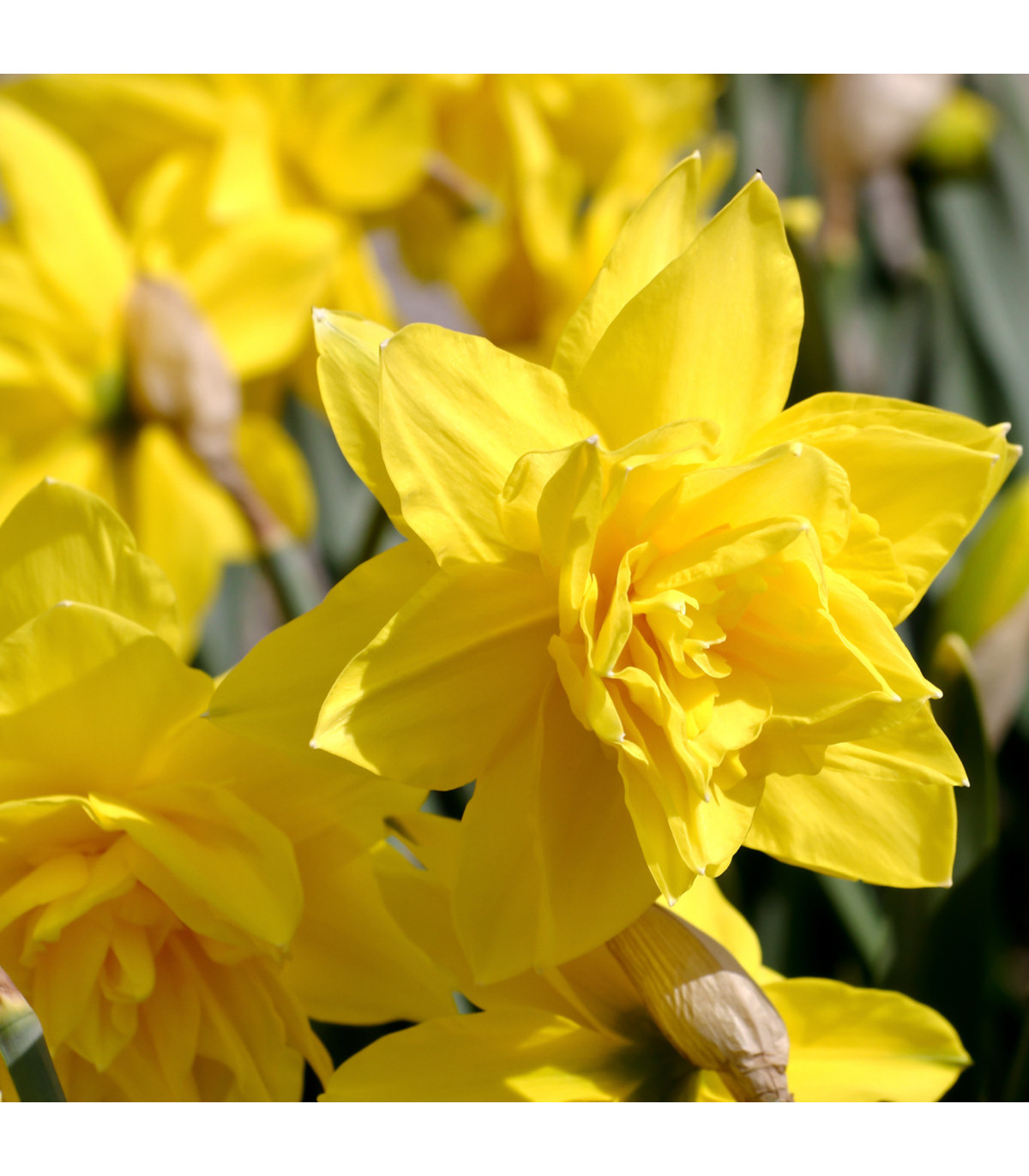 Narcis Golden Ducat - Narcissus - cibule narcisů - 3 ks