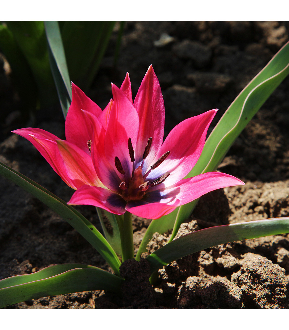 Tulipán Little Beauty - Tulipa - cibule tulipánů - 3 ks