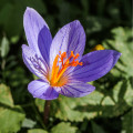 Krokus podzimní Speciosus - Crocus specious - hlízy krokusů - 3 ks