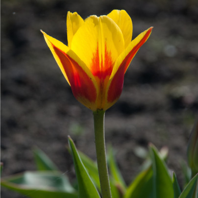 Tulipán nízký Stresa - Tulipa - cibule tulipánů - 3 ks