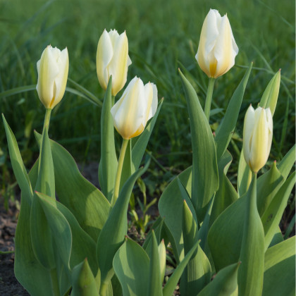Tulipán White Purissima - Tulipa - cibule tulipánů - 3 ks