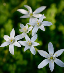 Snědek - Ornithogalum umbellatum - cibule snědku - 3 ks