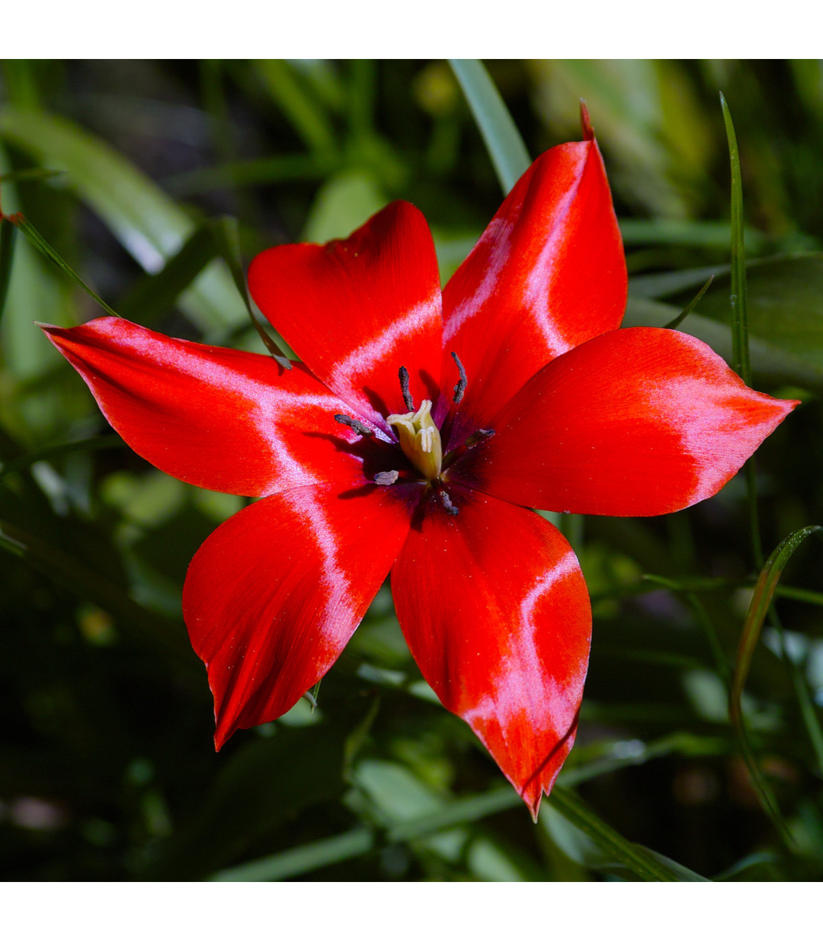 Tulipán Linifolia do skalky - Tulipa - cibule tulipánů - 3 ks