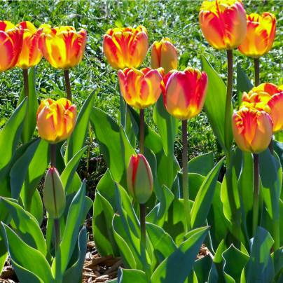 Tulipán Banja Luka - Tulipa - cibule tulipánů - 3 ks