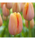 Tulipán Dordogne - Tulipa - cibule tulipánů - 3 ks