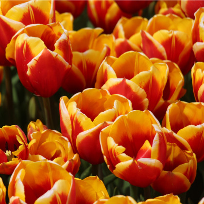 Tulipán Kees Nelis - Tulipa - cibule tulipánů - 3 ks