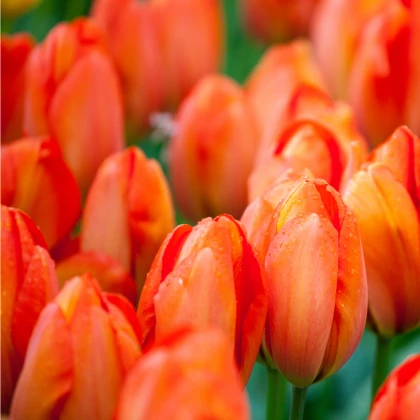 Tulipán Orange Brilliant - Tulipa - cibule tulipánů - 3 ks