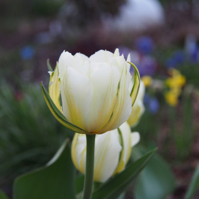 Tulipán Exotic emperor - Tulipa - cibule tulipánů - 3 ks