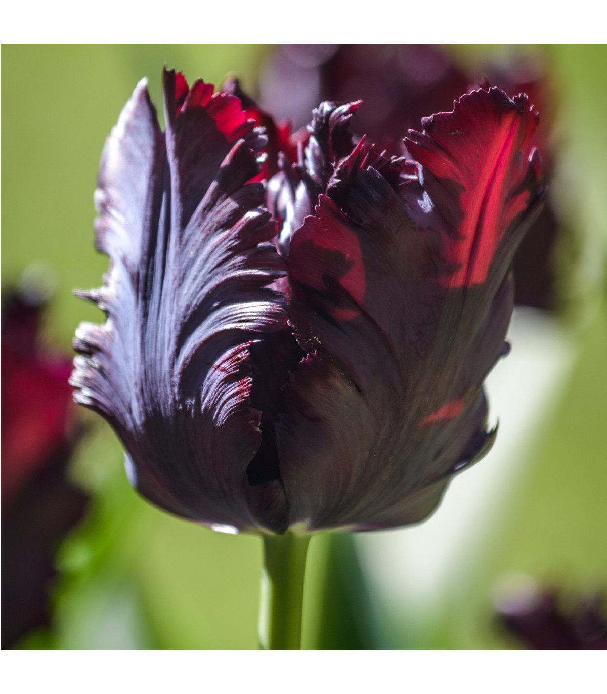 Tulipán Black Parrot - Tulipa - cibule tulipánů - 3 ks