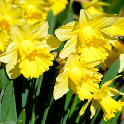 Narcis plnokvětý Goblet - Narcissus - osivo narcisů - 3 ks