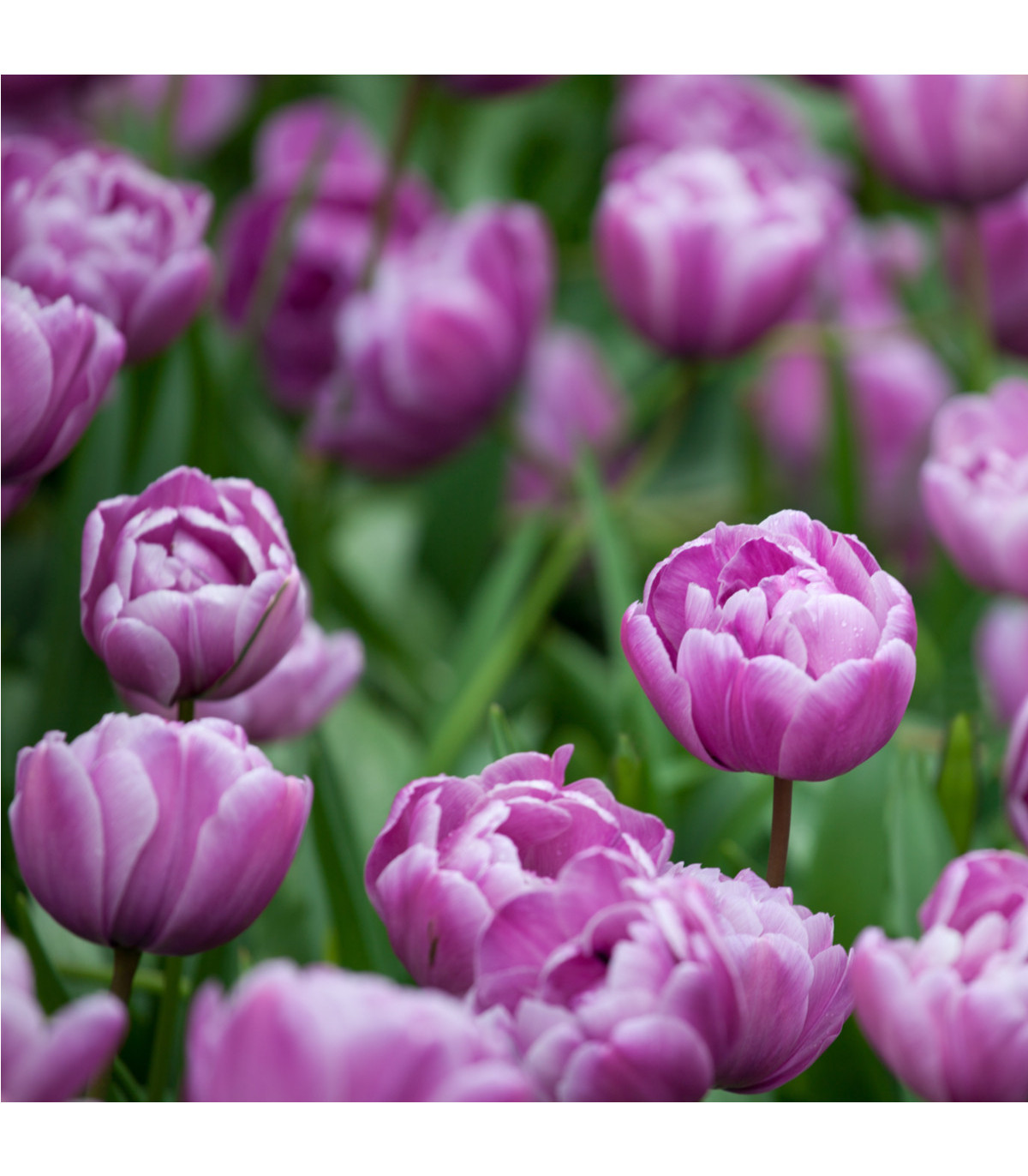 Tulipán Blue Diamond - Tulipa - cibule tulipánů - 3 ks