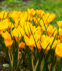 Krokus Dorothy - Crocus dorothy - hlízy krokusů - 3 ks