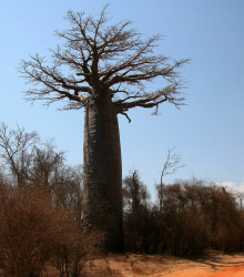 Baobab Za - Adansonia madagascariensis - osivo baobabu - 3 ks