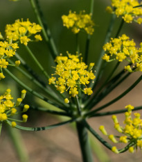 Fenykl kořeninový - Foeniculum vulgare - osivo fenyklu - 100 ks