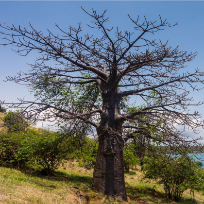 Baobab suarézský - Lahvový strom - Adansonia suarezensis - osivo baobabu - 2 ks