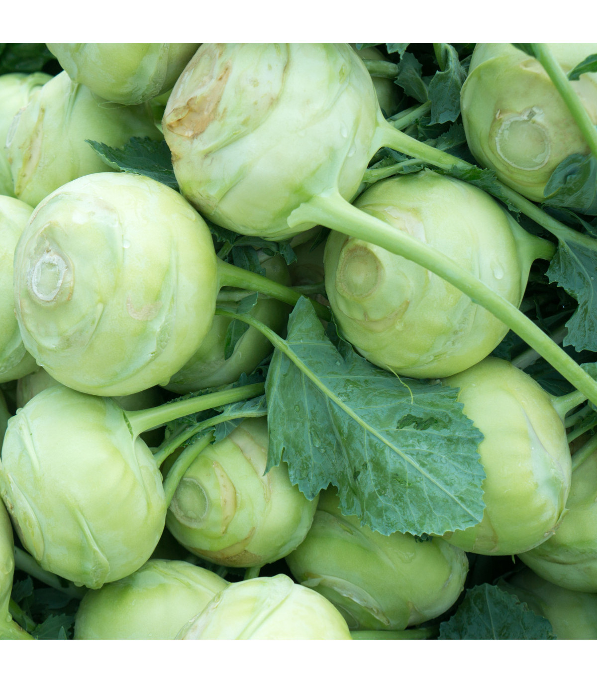 Kedluben bílý Lanro - Brassica oleracea - prodej semen - 1 gr