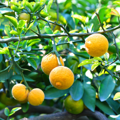 Citronečník trojlistý - Citrus trifoliata - osivo citronečníku - 4 ks