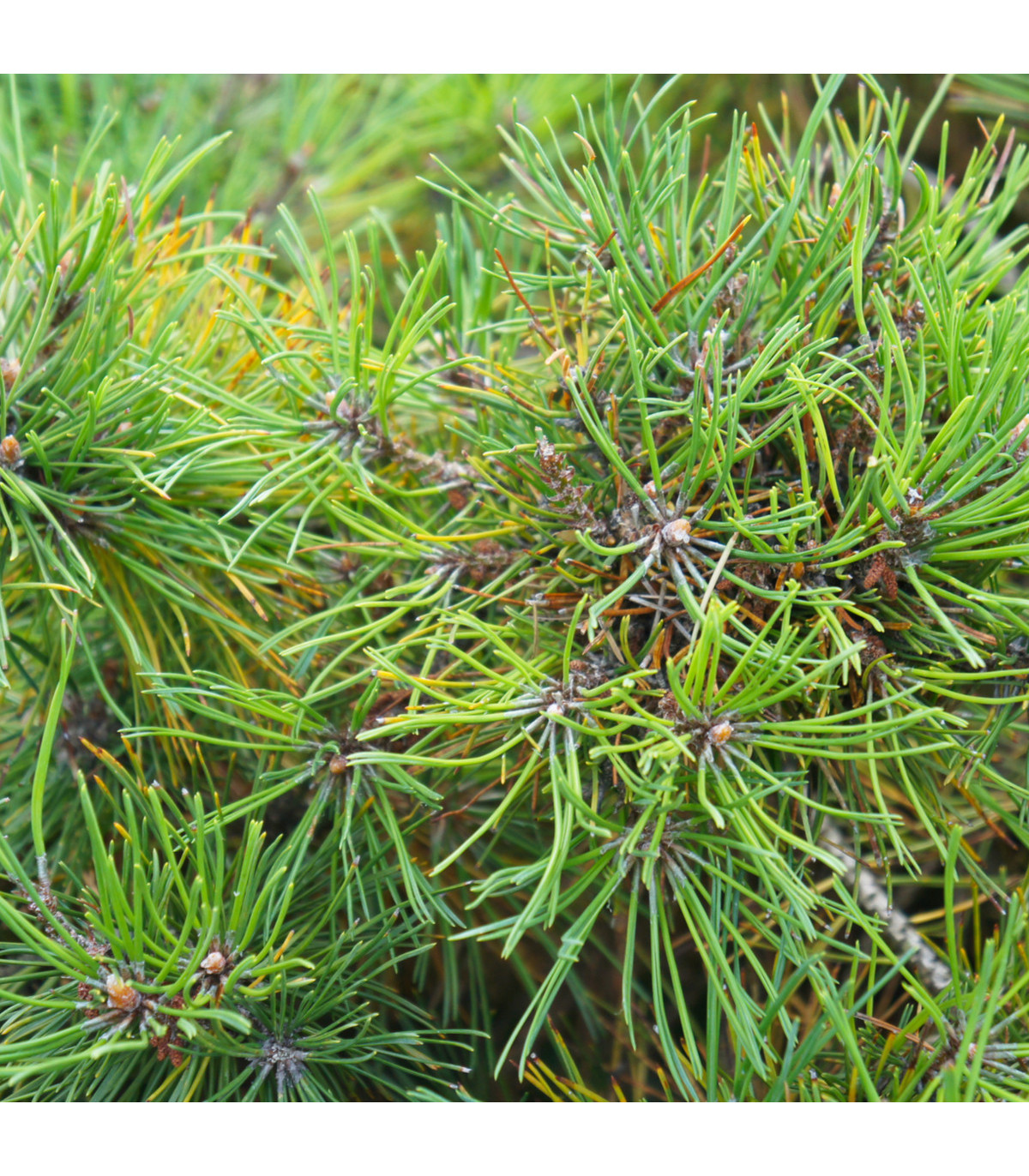 Borovice kleč - Pinus mugo mughus - osivo borovice - 5 ks