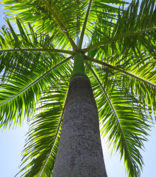 Palma královská kubánská - Roystonea regia - osivo palmy - 3 ks