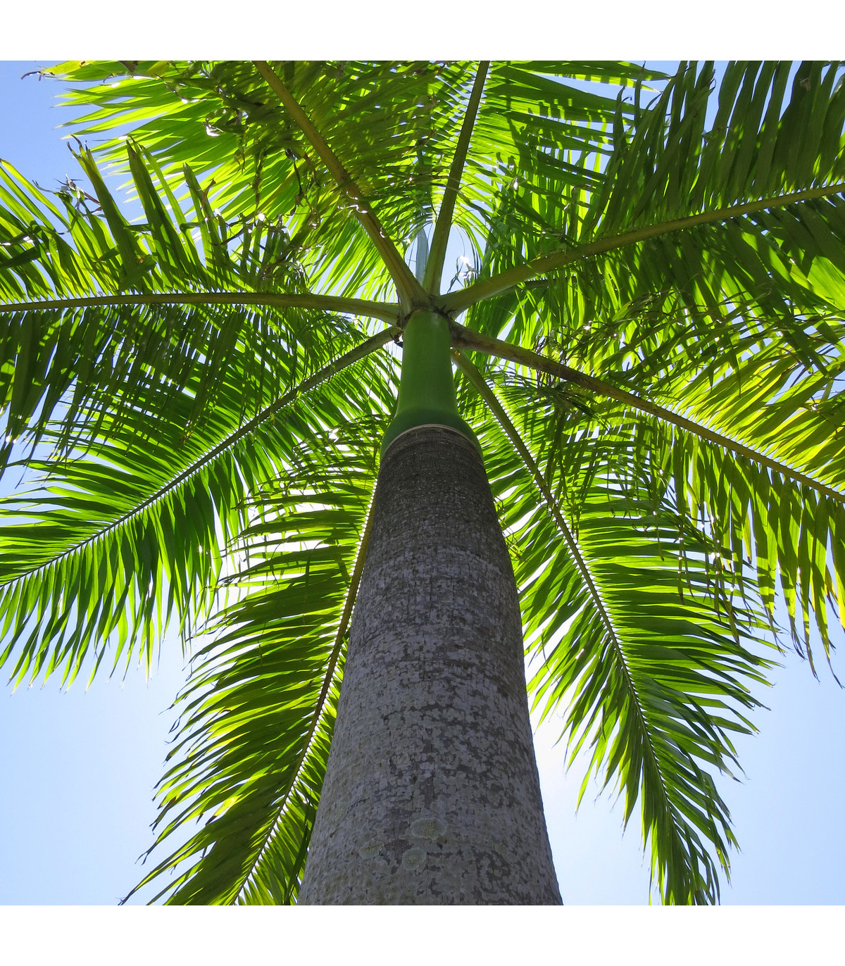 Palma královská kubánská - Roystonea regia - osivo palmy - 3 ks