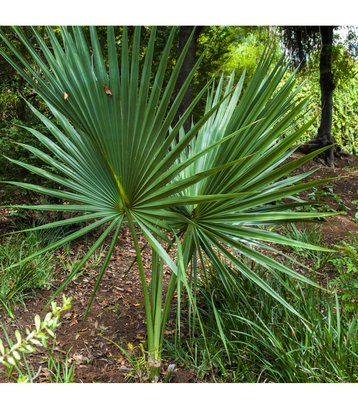 Palma - Washingtonia robusta - osivo palmy - 3 ks