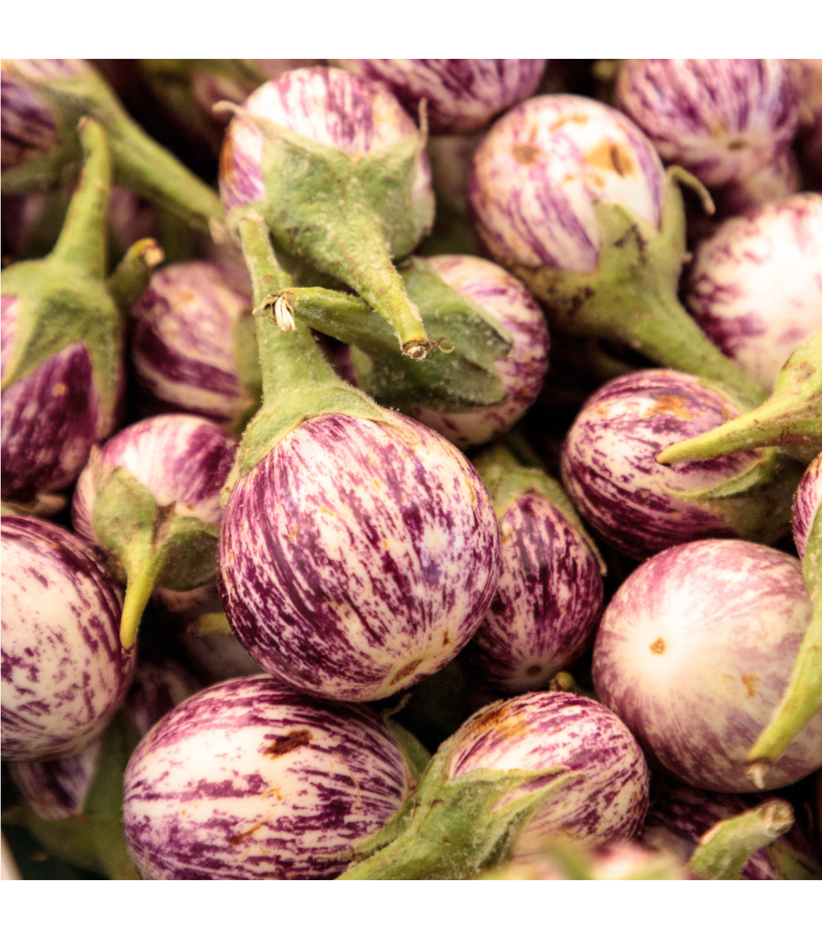 Lilek Listada - Baklažán - Solanum melongena - osivo lilku - 7 ks