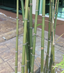 Bambus obrovský - Bambusa Arundinacea - osivo bambusu - 2 ks