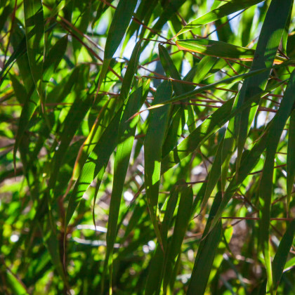 Bambus horský - Rákosovec - Fargesia fungosa - osivo bambusu - 3 ks