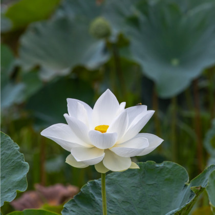 Lotos indický - Nelumbo nucifera - osivo lotosu - 2 ks