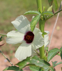 Ibišek konopný - Hibiscus cannabinus - osivo ibišku - 6 ks