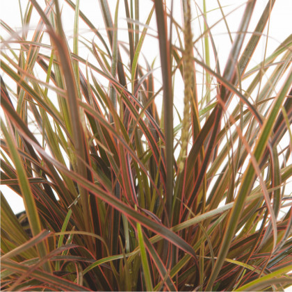 Okrasná tráva - Uncinia egmontiana - osivo okrasné trávy - 5 ks