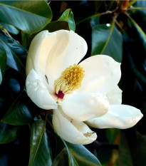 Magnólie velkokvětá - Magnolia grandiflora - osivo magnólie - 5 ks