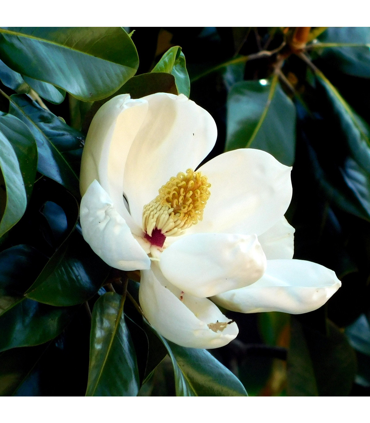 Magnólie velkokvětá - Magnolia grandiflora - osivo magnólie - 5 ks