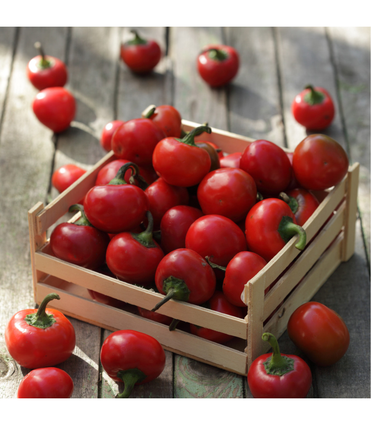 Paprika Red Cherry - Capsicum annuum - osivo papriky - 7 ks