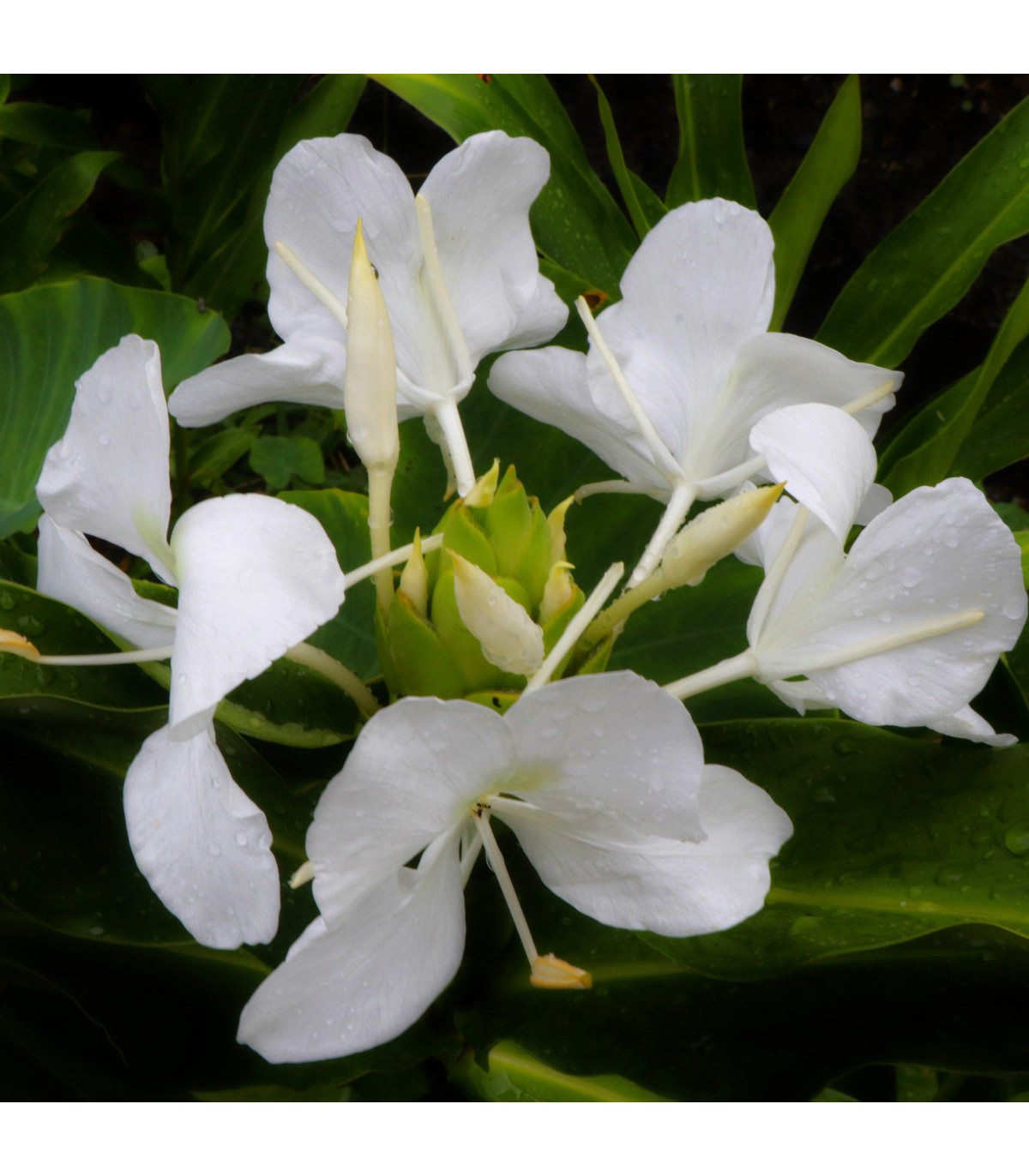 Bílý zázvor - Hedychium coronarium - prodej semen - 4 ks