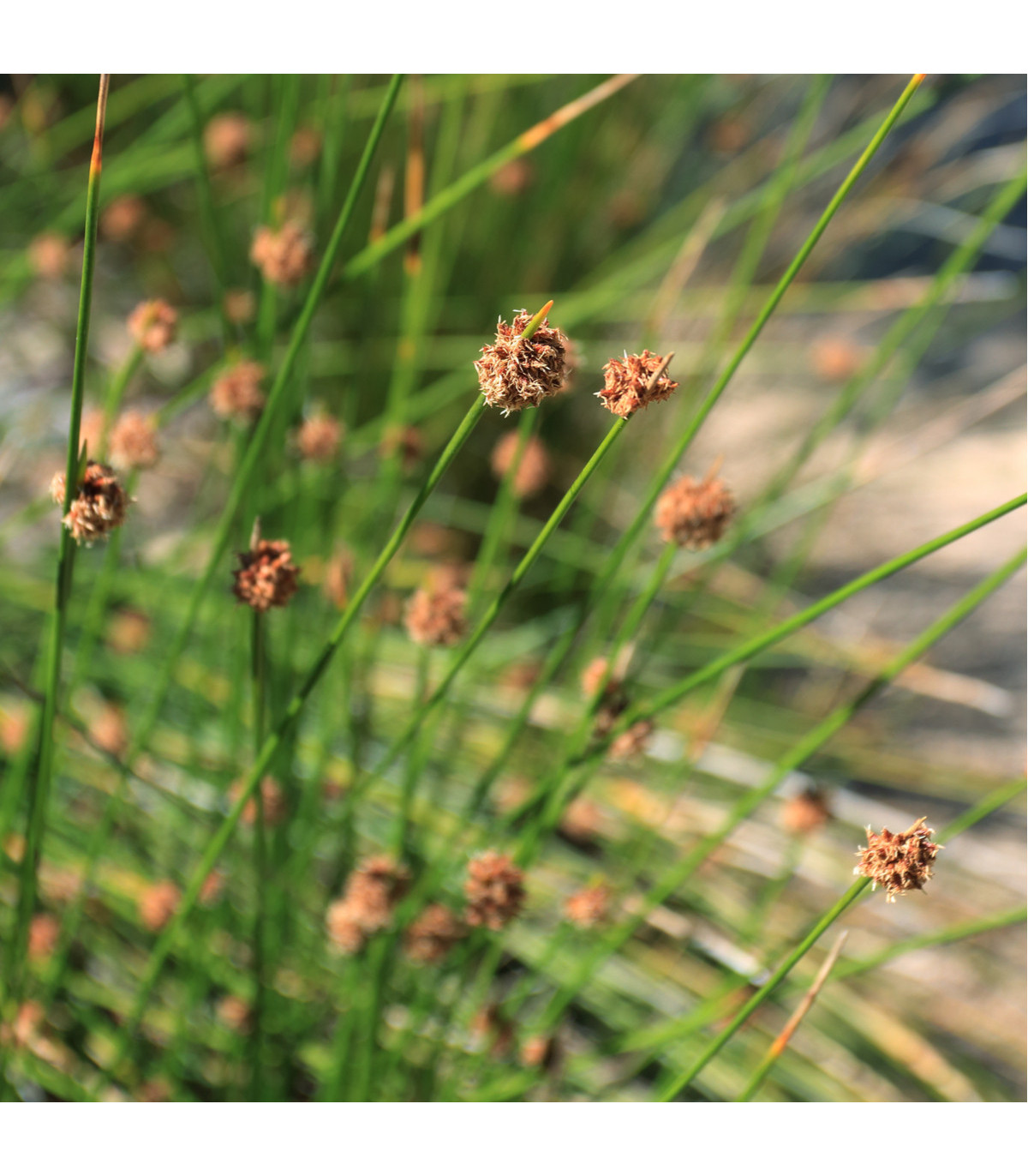 Ozdobná tráva - Fïcinia nodosa - osivo ozdobné trávy - 10 ks