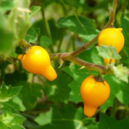 Solanum - Solanum mammosum - osivo solana - 5 ks