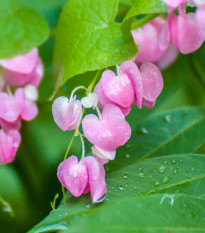 Antigonon mexický - Antigonon leptopus - osivo antigononu - 4 ks