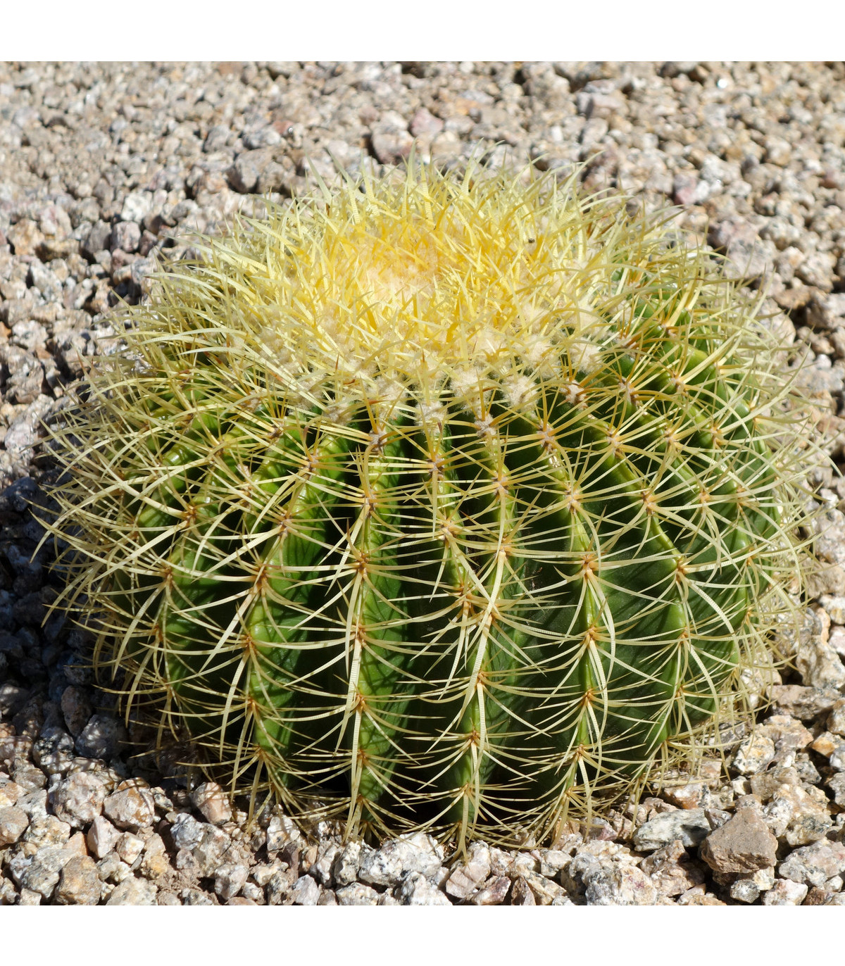 Ferokaktus - Ferocactus chrysacanthus - osivo kaktusu - 6 ks