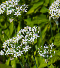 Pažitka čínská Neko - Allium tuberosum - osivo pažitky - 20 ks