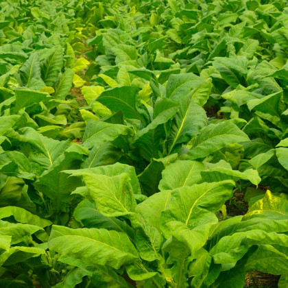Tabák Burley - Nicotiana tabacum - osivo tabáku - 20 ks