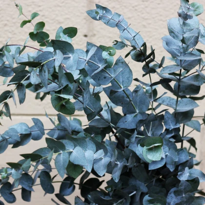 Eukalyptus gunni - Eucalyptus gunnii - osivo eukalyptu - 10 ks