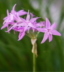 Česneková tráva - Tulbaghia violacea - osivo česnekové trávy - 5 ks