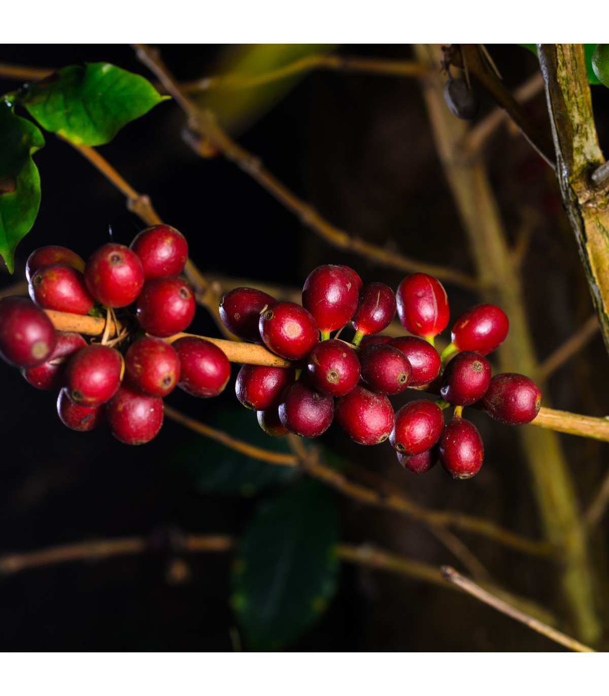 Kávovník hawajský - Konna - Coffea konna - semena kávovníku - 5 ks