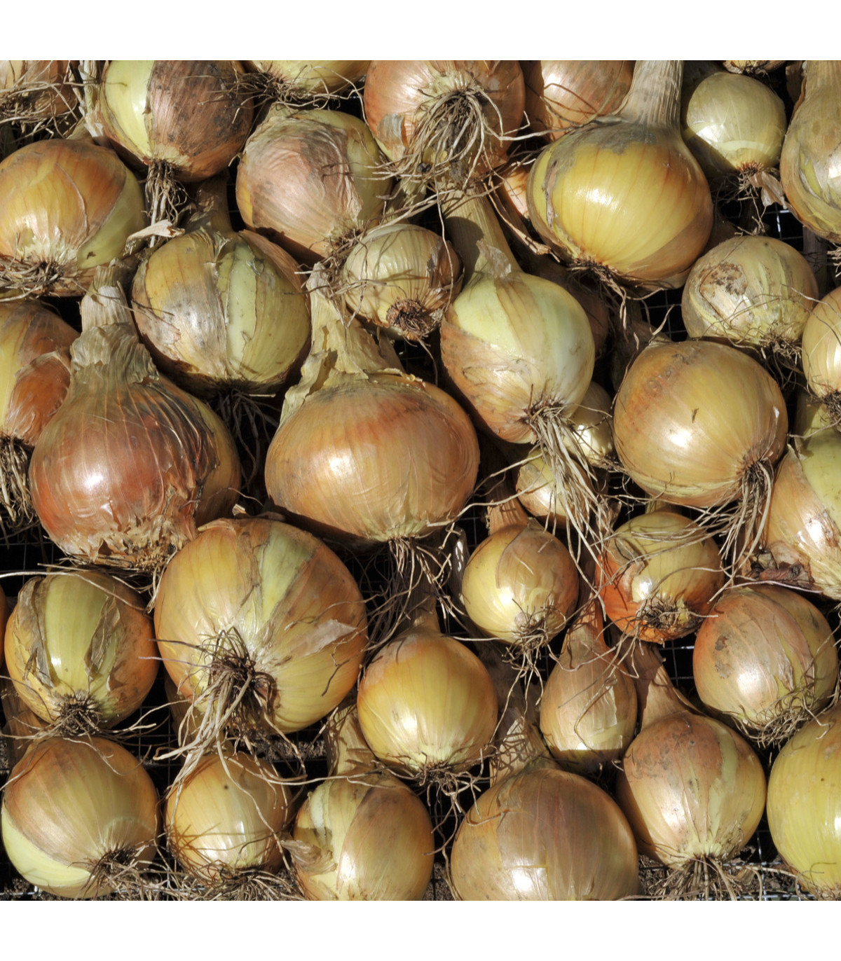 BIO Cibule jarní žlutá Sturon - Allium cepa - bio osivo cibule - 500 ks