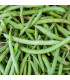 BIO Fazole keříčková Maxi - Phaseolus vulgaris - bio osivo fazole - 20 ks