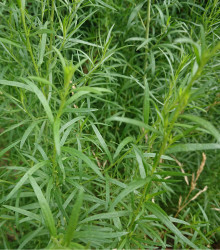 Pelyněk kozalec - Estragon - Artemisia dracunculus - osivo pelyňku - 0,1 g